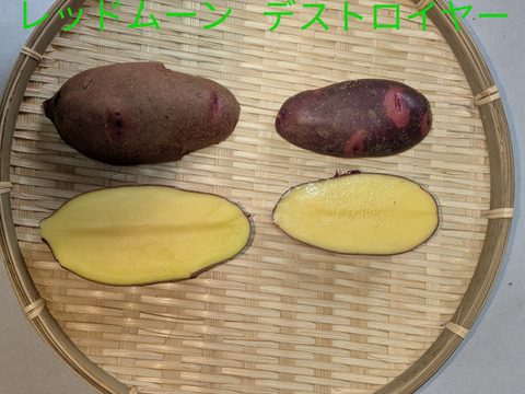 新じゃがいも【食べ比べセット】6種類★キタアカリ2.0kg★アンデスレッド500g★ノーザンルビー500g★シャドークイーン500g★デストロイヤー500g✭
レッドムーン500g
合計約４.5kg
