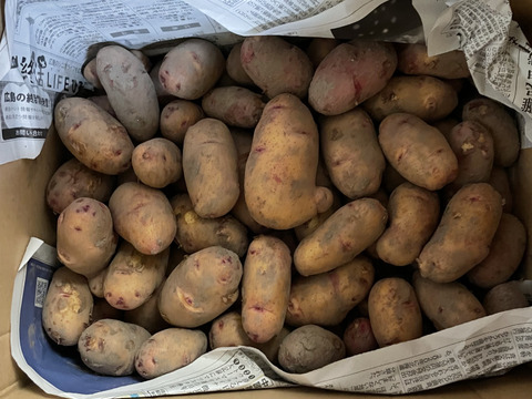 秋2025年10"農家の中でも『幻』の固定種！　　予約販売！毎年完売！味わい深い秋じゃがいも…農薬不使用！美味しい野菜