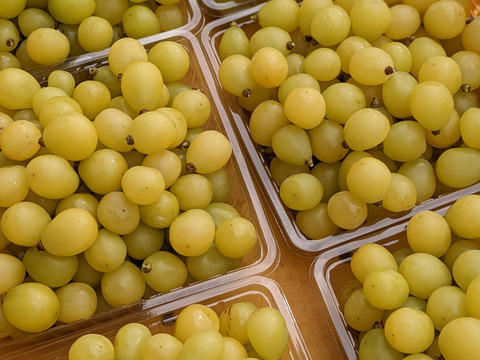 粒でも美味しいシャインマスカット粒パック1kg