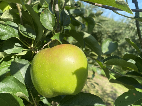 [10品限定]真夏にシャキッと！りんご界のトップバッター夏緑！(5Kg)