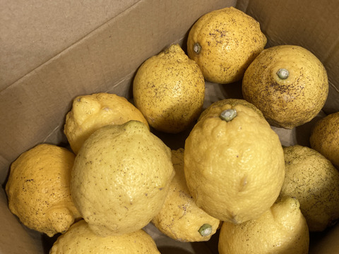 自然農レモン(1.8kg)　混合　60年以上農薬肥料不使用の畑で栽培　因島産
