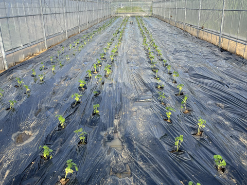南の島のオクラ1kg