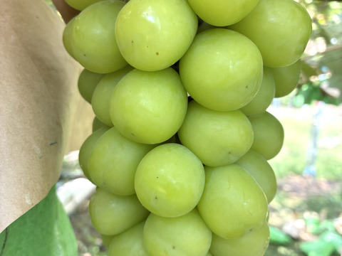 限定1点ﾓﾉ！:特大ビッグサイズ1房約800g☆山梨県産シャインマスカット贈答　ギフト　家庭用にも　大粒　予約⑤