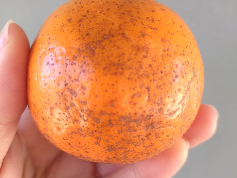 【加工用】土佐の温暖な気候で、うま味がギュッ！！と詰まったぽんかん（キズ大め　M～２Ｌ　５キロ）