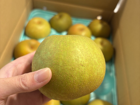 新鮮 船橋の完熟梨 ≪幸水≫ 千葉県船橋市のあま～い梨 ≪5㎏：おまかせサイズ：SS~7L(24~5玉)≫　 朝どれの美味しい”なし”を直送いたします”【夏ギフト】品切れの場合は豊水で対応となります