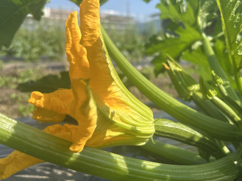 食卓をレストランに！自然栽培の花ズッキーニ　8本