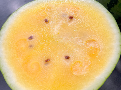 【金色羅皇】幻の話題の🍉贅沢な甘さの黄色い大玉スイカ(大)1個