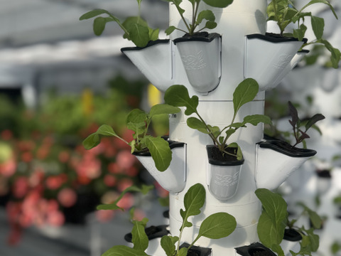 【限定】イタリアンパセリ100gディル30gルッコラ200gお料理で大活躍‼️アクアポニックス野菜🐟