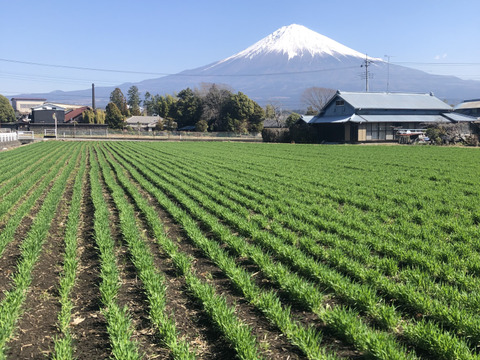 もち麦(ダイシモチ)玄麦1Kg