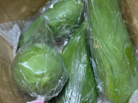【宮古島産】青パパイヤ 20kg（約18〜28玉）野菜用・常温発送 青パパイヤ(宮古島産） 3kg. 大小 3 〜 6個：沖縄県産の品種おまかせ