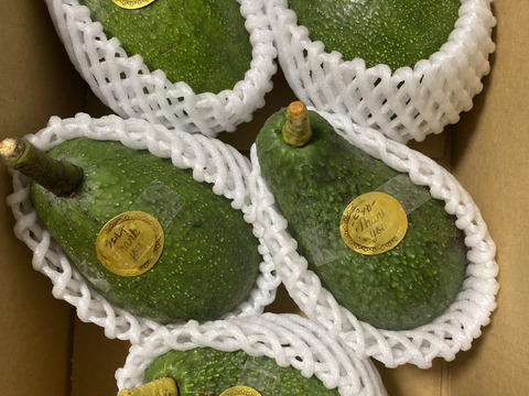 数量限定　愛媛県産　国産　大玉「島アボカド」1.2kg