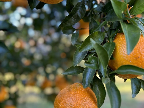 【高級柑橘】果汁たっぷり！樹上完熟【不知火】5ｋｇ程度