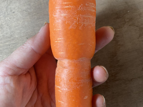 A品B品、サイズ混合　青森県産　人参　【小分け袋付】5kg　（有機JAS認証)