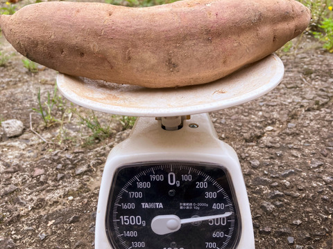 自然栽培〈べにはるか〉大分県産さつまいも 　Ｌサイズ5kg