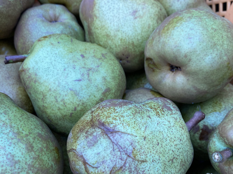 収穫直前に強風で落下！　超訳ありラフランス　3キロ満杯詰め　助けてください！