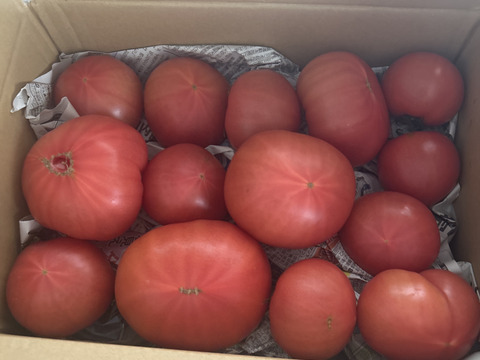 お母さんスタッフいちおし!!熊本県八代産訳ありトマト『おっぺしゃん』４kg