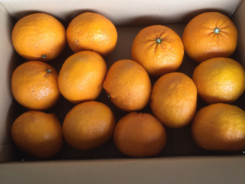 自然栽培 甘夏〈サイズはS、味はセレブ　値段は下町〉10kg  ホームメイド酵素ジュースにご利用ください。