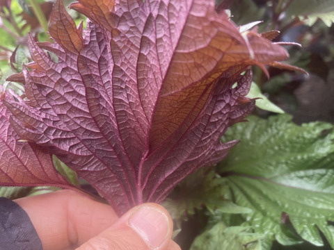 【珍品種】芳香裏紫蘇　5kg