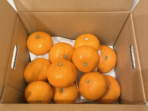 【柑橘食べ比べ】せとか＋清見 合計3kg《家庭用》