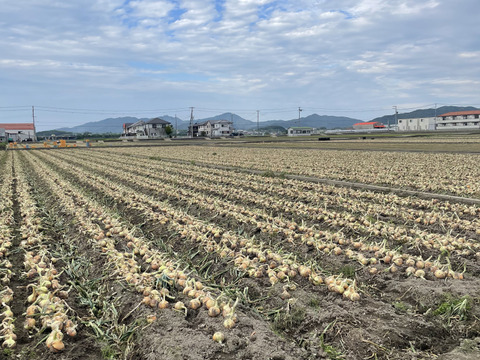 淡路島完熟玉ねぎ 中生10kg