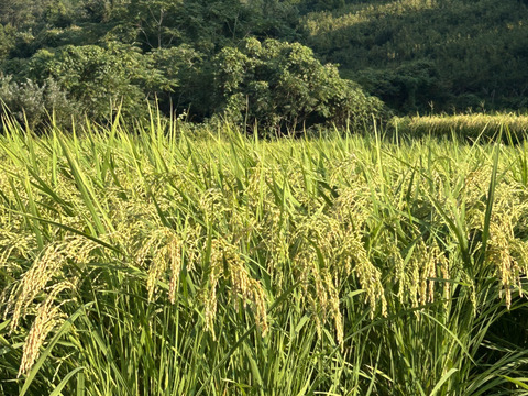 奈良県五條市産／柿名産地　ひとめぼれ米🌾