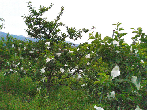 【５箱限定】皮ごとジューシー！夏りんご「シナノレッド」(2.5kg箱)