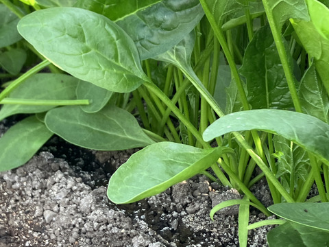 富士山麓の湧水育ち、おまかせ野菜セット