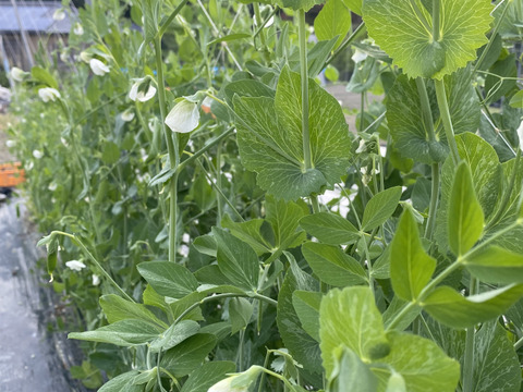 美味しい春の味覚！ここちゃん農園のスナップエンドウ