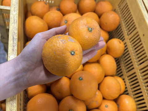 農家直送！きよみオレンジ　小玉の訳あり3kg  【平武農園】〜蛍飛ぶ町から旬の便り〜　和歌山｜有田｜田口｜ギフト
