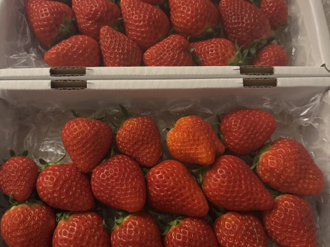 完熟よつぼし☆（ご家庭用・約530g×2箱）