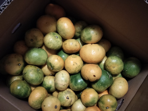 柑橘シーズンのはじまり！【選果落】極早生みかん（10ｋｇ）サンプル糖度8.6～9.8度。見た目の悪いものです。１０月９日～１１日収穫