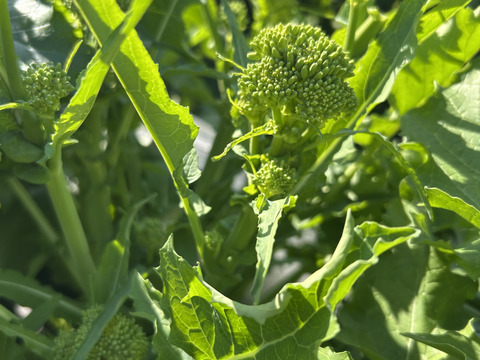 チーマディラーパ【イタリア冬の味】