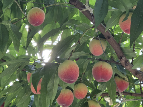 甘くてジューシー「はなよめ🍑」
温室🍑無袋🍑棚栽培🍑訳あり🍑