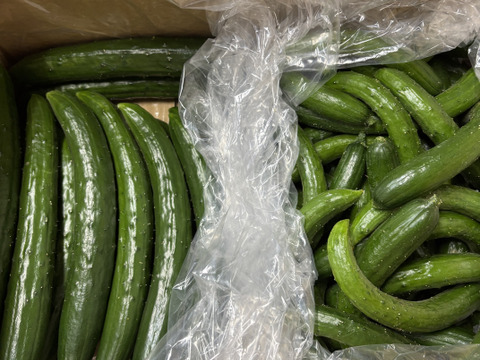 太陽のごちそう☀️食べ比べ ちび2キロお買い得普通サイズきゅうり2キロ(箱重量込)4キロ
