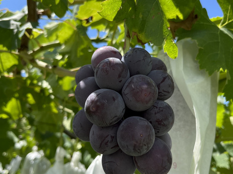 甘みと程よい酸味！種なし巨峰2kg【長野産】【9月上旬頃〜順に発送】