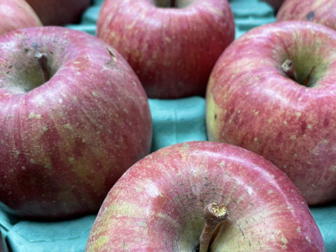 令和7年度産早期予約セール7%OFF大玉から順に発送‼️🍎青森県産完熟葉取らずふじ家庭用キズあり約3kg‼️とことん味にこだわりました😊