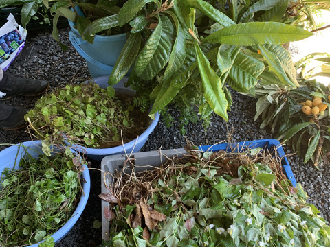 飲みやすい乾燥薬草！カキドオシ50g