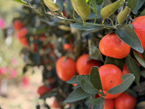 【貴重な柑橘】食後のデザートにおすすめ！みはや　約3㎏