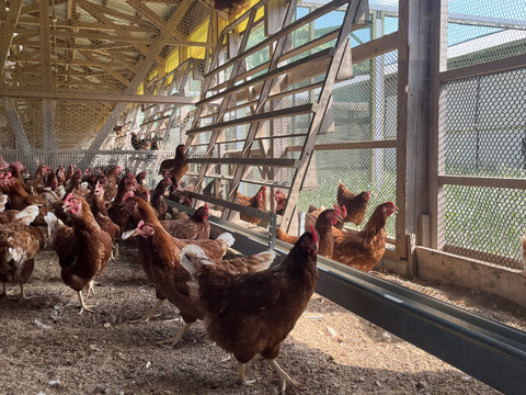 🎁【冬ギフト】🎁 冬のご挨拶に⛄️【あかねの虜】Lサイズ（40個入り） 28歳2児の母がプロデュースした話題の卵【お歳暮・お年賀など熨斗対応可能👌】※ご希望の場合は特記事項へご記入ください