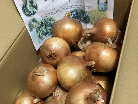 大地の恵み！淡路島完熟玉ねぎ🧅【シャーロットオニオン　輝玉（キラ玉✨）】(5Kg)