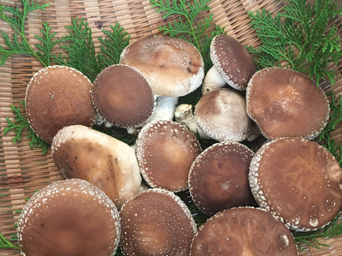 島のホダ木を使った原木しいたけ500g