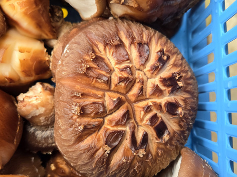 ★原木しいたけ　訳あり品　1.5キロ　高級品種