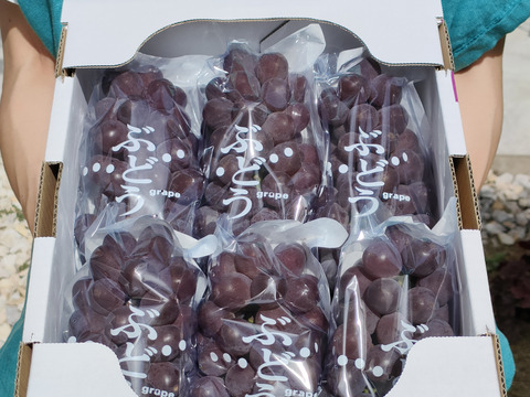 【家庭用】食べ応え抜群！キングデラ　1.8㎏（6～9房）