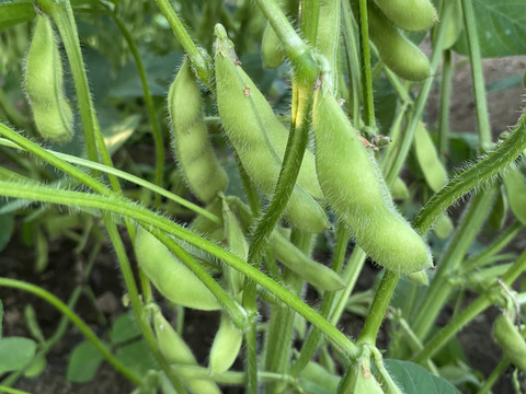 【季節限定】たっぷり1.2kg！甘く濃厚！枝豆『湯上り娘』300ｇ×４袋