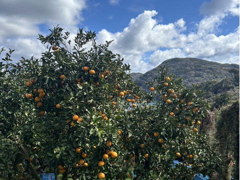 やまの実農園がつくる訳あり清見4kg