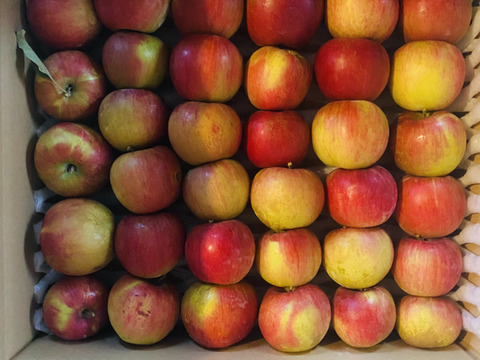 【100箱限定・春りんご・2月10日迄】蔵出し！甘〜いサンふじ5kg（25~32個入り）【家庭用・加工用】