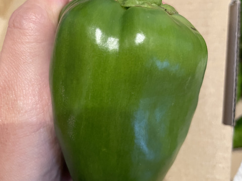 サイズMix！ピーマン1キロ(18個以上