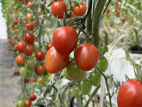 『訳ありA品・アイコ♪』1kg箱:ヘタあり・ヘタ無しランダム♪ちょうどいい酸味と甘味あり満足