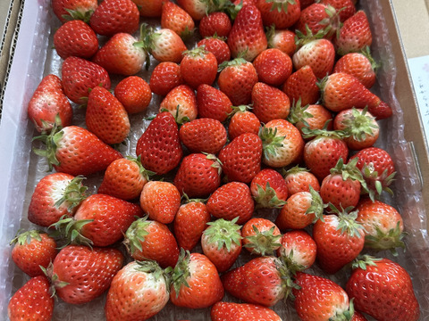 生の風味をお届け。気にしない方限定🍓バラ詰苺BOX（約1000g）大きさ形が不揃いです