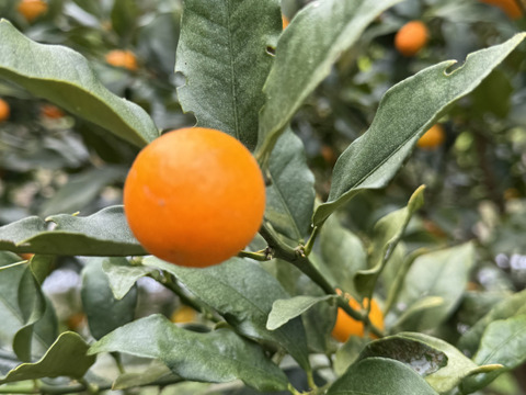 キンカン（金柑）1キロ